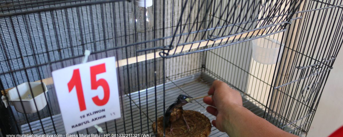 murai, murai medan, murai lampung, murai kalimantan, burung murai, burung murai medan, murai batu nias, murai borneo, murai batu, murai malaysia, burung murai irian, harga burung murai medan murah, burung murai medan perawatan, urung murai borneo, burung murai medan purwokerto, burung murai lampung, harga burung murai medan pasaran, burung murai medan asli, perawatan burung murai medan, burung murai batu ekor panjang, burung murai medan super murah, burung murai kalimantan, burung murai medan termahal, burung murai batu lampung, burung murai medan trotolan, burung murai batu medan yg bagus, burung murai betina, burung murai medan termahal di indonesia, burung murai aceh, burung murai medan terbaik, burung murai medan trotolan jantan, burung murai anakan, burung murai medan vs borneo, burung murai medan vs lampung, burung murai asli medan, perbedaan burung murai medan vs lampung, burung murai afrika, www.burung murai medan, www.burung murai medan super.com, burung murai anakan jantan, www.suara burung murai medan, burung murai medan yang asli, kicau an burung murai, www.harga burung murai medan, burung murai batu medan yang bagus, burung murai bordan, www.ternak burung murai medan, harga burung murai medan yang sudah jadi, burung murai batu malaysia, www.foto burung murai medan, ciri2 burung murai medan yg bagus, burung murai batu aceh, burung murai medan yg bagus, ciri burung murai medan yang asli, burung murai batu nias, burung murai medan yang bagus, burung murai dada putih, burung murai daun betina, di jual burung murai medan, dijual burung murai lokasi tangerang kota, di jual burung murai batu medan, dicari burung murai, di cari burung murai batu medan, dicari burung murai medan super, dijual burung murai batu medan super, burung murai ekor panjang, burung murai ekor hitam, burung murai ekor terpanjang, burung murai ekor putih, burung murai ekor pendek, burung murai ekor paling panjang, burung murai ekor super panjang, burung murai ekor hitam juara, burung murai emas, burung murai filipina, burung murai full isian, burung murai foto, suara burung murai full isian, suara burung murai full tembakan, suara burung murai full, burung murai gacor, burung murai gila, burung murai gambar, burung murai hitam, burung murai hijau, burung murai harga, burung murai hutan, burung murai hitam putih, burung murai hijau jawa, burung murai harganya, burung murai irian jantan, burung murai irian jaya, burung murai import, burung murai juara, gambar burung murai borneo, gambar burung murai aceh, burung murai juara, burung murai jambi, burung murai janta, burung murai jawa, burung murai jawara, burung murai jinak, burung murai jambul, burung murai umur 8 bulan, burung murai umur 7 bulan, burung murai batu umur 7 bulan, burung murai medan umur 7 bulan, burung murai balak 6, burung murai batu medan umur 5 bulan, burung murai batu usia 5 bulan, burung murai jawa barat, burung murai jambi super, ciri2 burung murai batu, ciri2 burung murai medan, maam2 burung murai, jenis 2 burung murai, burung murai juara 2017, burung murai jakarta, burung murai kepala putih, burung murai kacer, burung murai kecil, burung murai kembang, burung murai lampung super, burung murai medan anakan, burunng murai medan murah, burung murai nias, burung murai nias gacor, burung murai sumatera, burung murai sabang, burung murai sabah, burung murai sulawesi, burung murai super, burung murai termahal, burung murai terbaik, burung murai terbagus, burung murai ranting jantan, burung murai unik, burung murai umur 3 bulan, burung murai umur 1 bulan, burung murai umur 5 bulan, burung murai umur 4 bulan, burung murai 1m, burung murai 1 milyar, burung murai 100 juta, burung murai 100jt, burung murai juara 1 nasional, burung murai usia 1 bulan, harga burung murai 1 pasang, burung murai no 1, burung murai medan umur 1 bulan, harga 1 pasang burung murai, burung murai 1 m, burung murai umur 6 bulan, burung murai warna putih, harga burung murai 2017, harga burung murai, burung murai yang bagus, jual murai juara, jual murai medan juara, jual murai medan super juara, harga murai juara, harga murai medan juara, harga murai medan juara, jual murai medan juara di surabaya, jual murai juara di surabaya, gambar burung murai, burung murai isian cililin, gambar burung murai batu juara, gambar burung murai batu lampung super, gambar burung murai irian, gambar burung murai batu kalimantan, gambar burung murai batu jantan dan betina, murai surabaya, murai medan surabaya, murai lampung surabaya, murai kalimantan surabaya, burung murai surabaya, burung murai medan surabaya, murai batu nias surabaya, murai borneo surabaya, murai batu surabaya, murai malaysia surabaya, peternak murai, peternak murai medan, peternak murai lampung, peternak murai kalimantan, peternak burung murai, peternak burung murai medan, peternak murai batu nias, peternak murai borneo, peternak murai batu, peternak murai malaysia, ternak murai, ternak murai medan, ternak murai lampung, ternak murai kalimantan, ternak burung murai, ternak burung murai medan, ternak murai batu nias, ternak murai borneo, ternak murai batu, ternak murai malaysia, harga murai, harga murai medan, harga murai lampung, harga murai kalimantan, harga burung murai, harga burung murai medan, harga murai batu nias, harga murai borneo, harga murai batu, harga murai malaysia, jual murai, jual murai medan, jual murai lampung, jual murai kalimantan, jual burung murai, jual burung murai medan, jual murai batu nias, jual murai borneo, jual murai batu, jual murai malaysia, murai murah, murai medan murah, murai lampung murah, murai kalimantan murah, burung murai murah, burung murai medan murah, murai batu nias murah, murai borneo murah, murai batu murah, murai malaysia murah, murai medan asli, murai medan gacor, jenis burung, harga burung, burung berkicau, burung berkicau indonesia, harga burung berkicau, jual burung berkicau, harga burung berkicau surabaya, jual burung berkicau surabaya, burung berkicau surabaya, ternak burung berkicau surabaya, peternak burung berkicau surabaya, video murai medan, murai medan muda hutan, murai medan mp3, memaster murai batu, video murai btu medan super, download video murai batu, murai batu medan super ekor panjang, murai batu gacor full isian, murai medan ekor panjang, murai batu medan ekor panjang, jual murai medan ekor panjang, jual murai medan surabaya, harga murai medan surabaya, kandang ternak murai batu medan, ternak murai disangkar gantung, cara membuat kandang ternak murai batu, video ternak murai batu, cara ternak murai batu untuk pemula, ternak murai batu ekor panjang, beternak murai batu lengkap, cara ternak murai batu sistem poligami, ternak murai medan asli, ternak murai medan di bandung, ternak murai medan super, ternak murai medan di surabaya, ternak murai medan surabaya, peternak murai medan di jawa tengah, peternak murai medan di jawa timur, peternak murai batu, peternak murai batu surabaya, peternak murai medan super sidoarjo, pengepul murai batu medan surabaya terbaru, peternak murai batu surabaya 2017, jual murai muda hutan surabaya, jual murai batu betina di surabaya, penangkar murai batu madu bf kabupaten sidoarjo jawa timur, pengepul murai batu medan sutabaya terbaru, pengepul murai batu medan surabaya terbaru, baeks murai batu, baeks murai batu surabaya, peternak baeks murai batu surabaya, murai batu sidoarjo, cari murai batu surabaya, pengepul murai batu surabaya, murai batu mp3, memaster murai batu, murai medan mp3, murai batu lampung, murai batu kalimantan, video murai batu, jenis murai batu, hargai murai batu, Lovebird, love bird, jual lovebird, harga love bird, love bird surabaya, lovebird surabaya,ternak love bird, ternak lovebird, peternak lovebird, love bird murah, lovebird murah, burung love bird, burung lovebird, cica kopi, cikrak daun, pleci kaca mata, burung madu bakau, branjangan, burung branjangan, poksai, burung poksai, harga poksai, jual poksai, poksai surabaya, ternak poksai, peternak poksai, jalak bali, jual jalak bali, burung jalak bali, harga jalak bali, jalak bali surabaya, ternak jalak bali, peternak jalak bali, jalak bali murah, burung jalak, harga burung jalak, jual burung jalak, jalak surabaya, jalak rio rio, jalak nias, harga jalak nias, jual jalak nias, jalak hongkong, jual jalak hongkong, harga jalak hongkong, jalak kebo, jalak suren, jalak putih, burung jalak putih, harga jalak putih, jual jalak putih, anis siberia, anis kuning, burung anis siberia, burung anis kuning, anis cendana, burung anis cendana, anis kembang, jual anis kembang, harga anis kembang, burung anis kembang, anis kembang murah, anis bata, jual anis bata, harga anis bata, anis bata murah, anis macan, jual anis macan, harga anis macan, decu, tledekan, burung tledekan, tledekan gunung, tledekan laut, kenari, kenari murah, burung kenari, jual kenari, harga kenari, kenari surabaya, ternak kenari, peternak kenari, jual kenari surabaya, harga kenari surabaya, kenari waterslager, kenari lizard, zebra finch, blackthroat, burung blackthroat, jual blackthroat, harga blackthroat, blackthroat murah, blackthroat surabaya, kenari yorkshiere, ternak kenari yorkshiere, peternak kenari yorkshiere, jual kenari yorkshiere, harga kenari yorkshiere, poksai sumatera, poksai sumatra, poksai jambul, perenjak, burung perenjak, poksai mandarin, poksai mantel, sanyong, cucak, burung cucak, cendet, pentet, jual cendet, harga cendet, ternak cendet, peternak cendet, cendet murah, cendet surabaya, kutilang, kutilang surabaya, jual kutilang, harga kutilang, cucak jenggot, cucak trucukan, trucukan, cucak biru, jual cucak jenggot, harga cucak jenggot, cucak jenggot surabaya, cucak rawa, cucak rowo, jual cucak rawa, jual cucak rowo, cucak rawa murah, cucak rowo murah, burung cucak rawa, burung cucak rowo, harga cucak rawa, harga cucak rowo, ternak cucak rawa, ternak cucak rowo, peternak cucak rawa, peternak cucak rowo, cucak rawa surabaya, cucak rowo surabaya, jual cucak rawa surabaya, jual cucak rowo surabaya, harga cucak rawa surabaya, harga cucak rowo surabaya, kacer, kacer murah, kacer surabaya, jual kacer, harga kacer, ternak kacer, peternak kacer, jual kacer surabaya, harga kacer surabaya, ternak kacer surabaya, peternak kacer surabaya, cucak hijau, cucak ijo, cucak hijau murah, cucak ijo murah, jual cucak hijau, jual cucak ijo, harga cucak hijau, harga cucak ijo, ternak cucak hijau, ternak cucak ijo, peternak cucak hijau, peternak cucak ijo, cucak hijau surabaya, cucak ijo surabaya, cucak hijau murah surabaya, cucak ijo murah surabaya, jual cucak hijau surabaya, jual cucak ijo surabaya, harga cucak hijau surabaya, harga cucak ijo surabaya, ternak cucak hijau surabaya, ternak cucak ijo surabaya, peternak cucak hijau surabaya, peternak cucak ijo surabaya, jual murai medan surabaya, jual murai medan di surabaya, harga murai medan di surabaya, harga murai medan surabaya, peternak murai medan surabaya, peternak murah medan di surabaya, jual murai batu surabaya, jual murai batu di surabaya, harga murai batu di surabaya, harga murai batu surabaya, peternak murai batu surabaya, peternak murah batu di surabaya